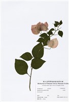 藏品(九重葛)的圖片